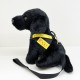消防處火警調查犬ROCKY