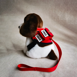 消防處坍塌搜救犬TWIX 消防處坍塌搜救犬TWIX