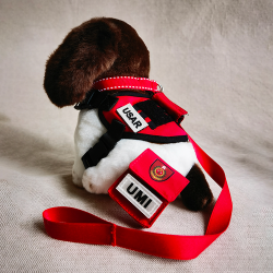 消防處坍塌搜救犬UMI 消防處坍塌搜救犬UMI